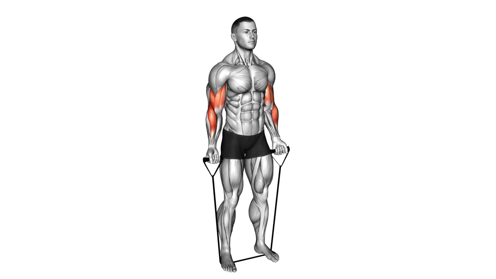 Band Alternating Biceps Curl exercise demonstration