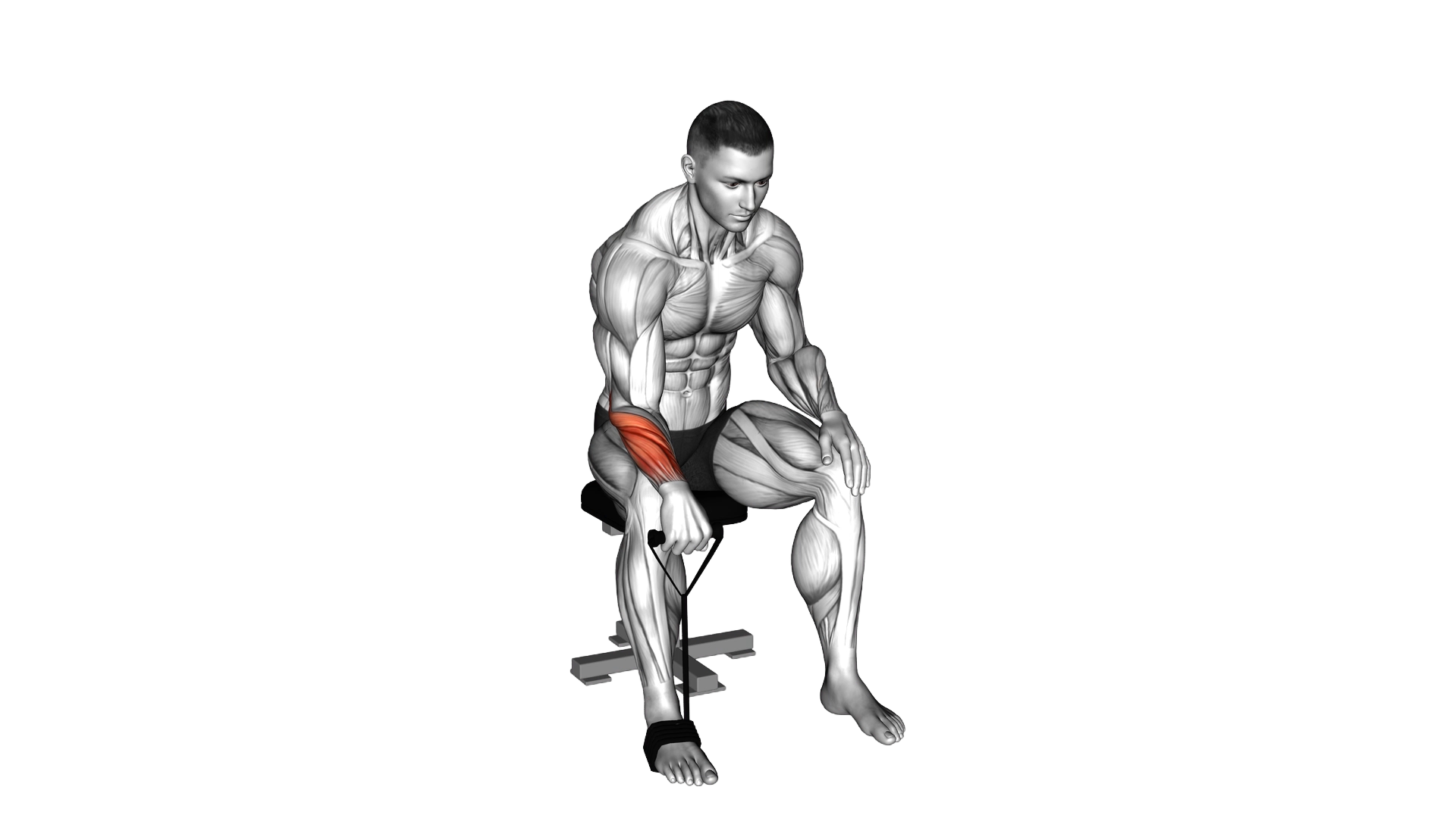 Band Reverse Wrist Curl exercise demonstration