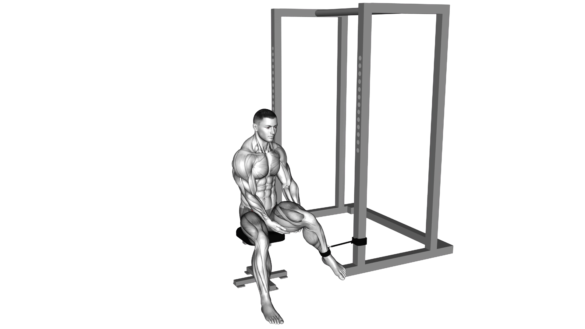 Band Seated Hip External Rotation exercise demonstration