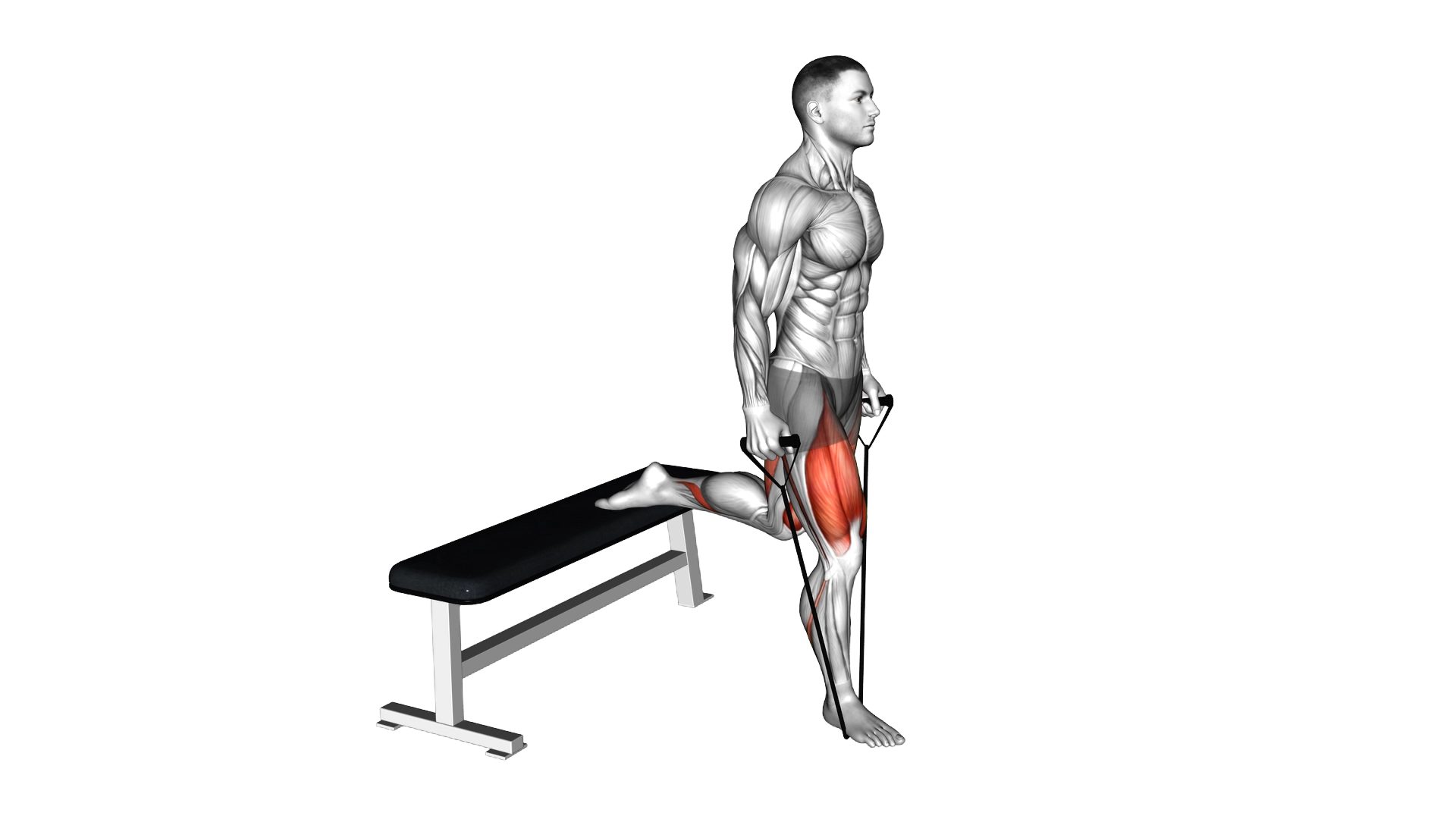 Band Single Leg Split Squat exercise demonstration