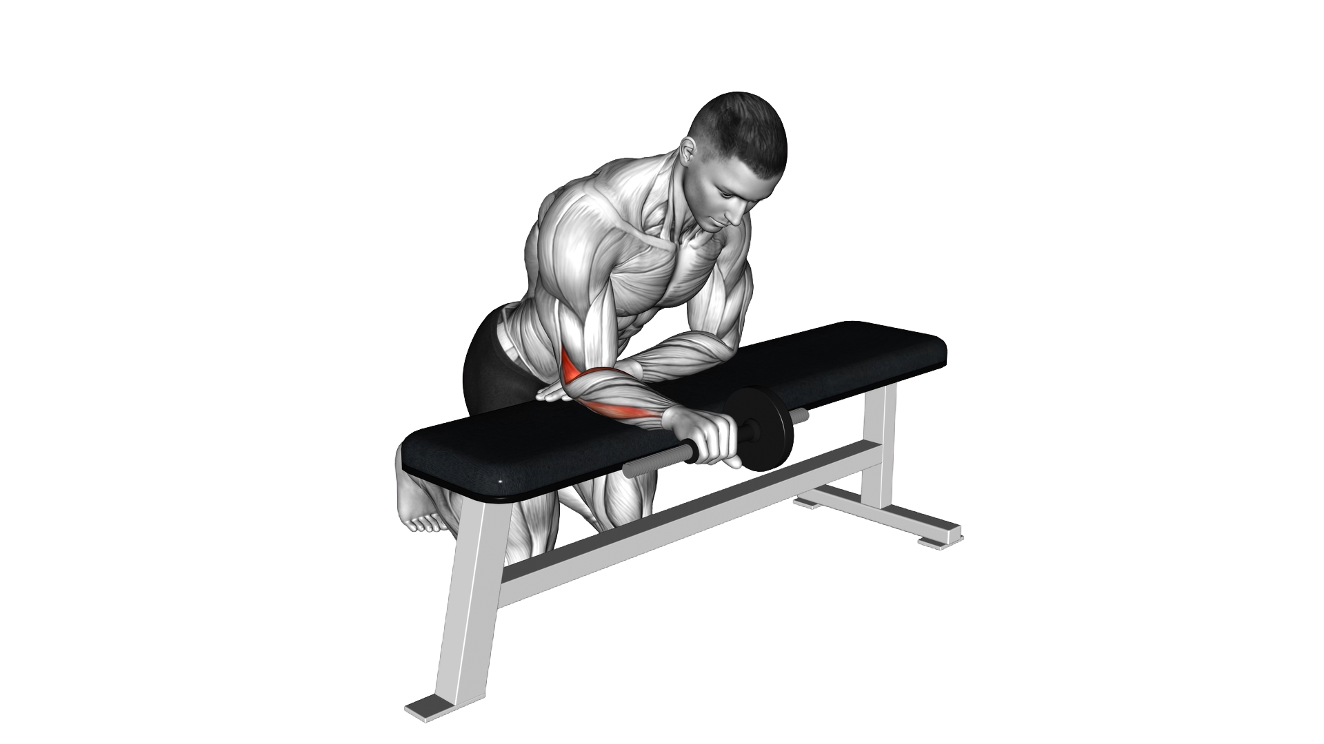 Dumbbell Wrist Supination exercise demonstration
