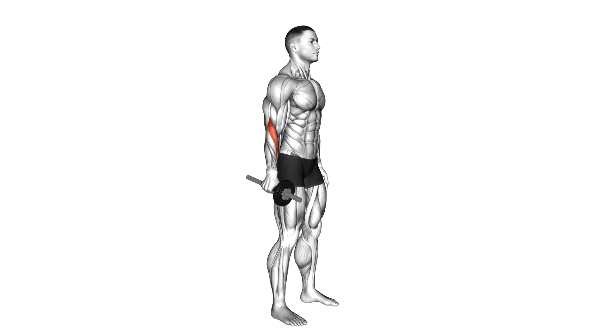 Dumbbell Standing Wrist Radial Flexion exercise demonstration