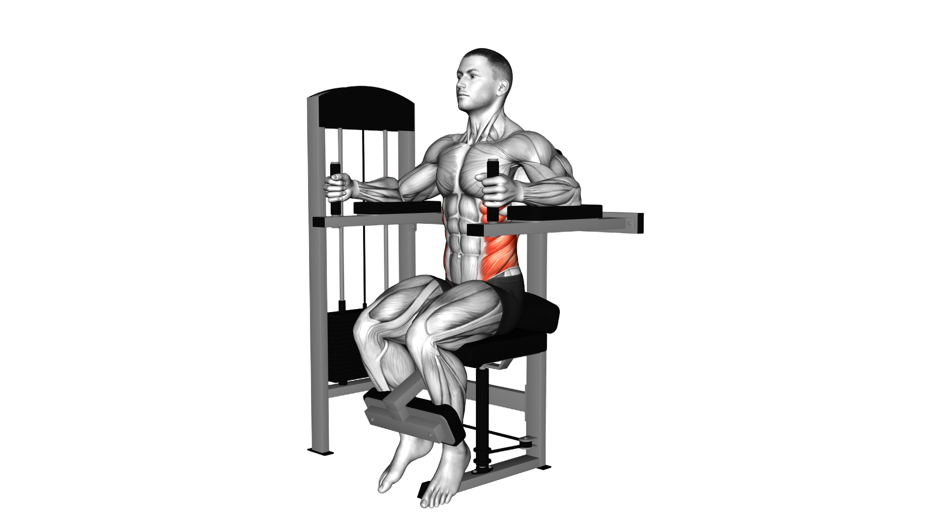 Lever Torso Rotation exercise demonstration