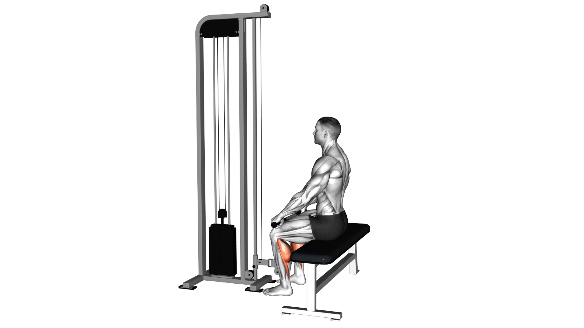 Cable Sitting Calf Raise exercise demonstration