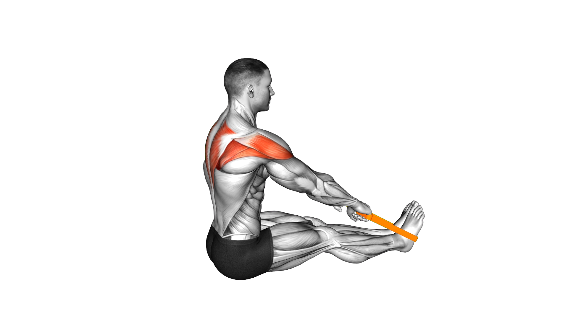 Resistance Band Seated Wide Row exercise demonstration