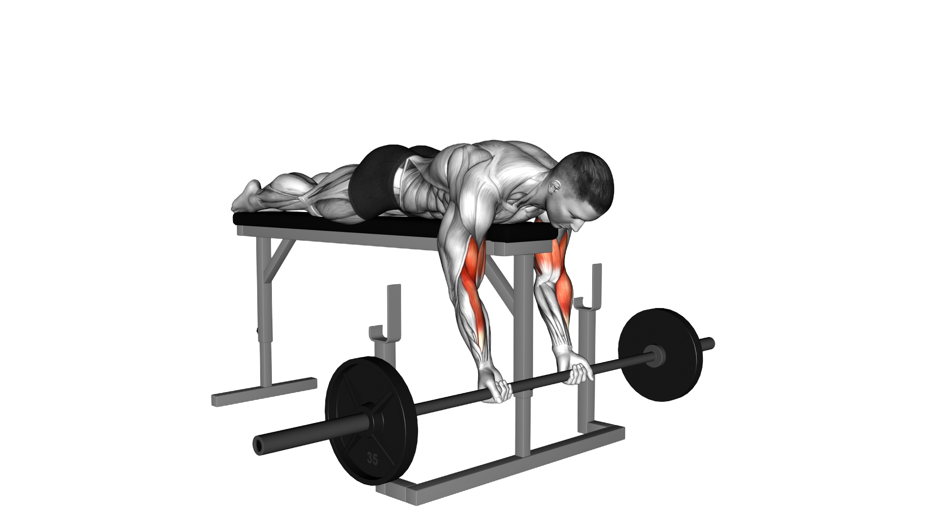 Barbell Lying Biceps Curl exercise demonstration