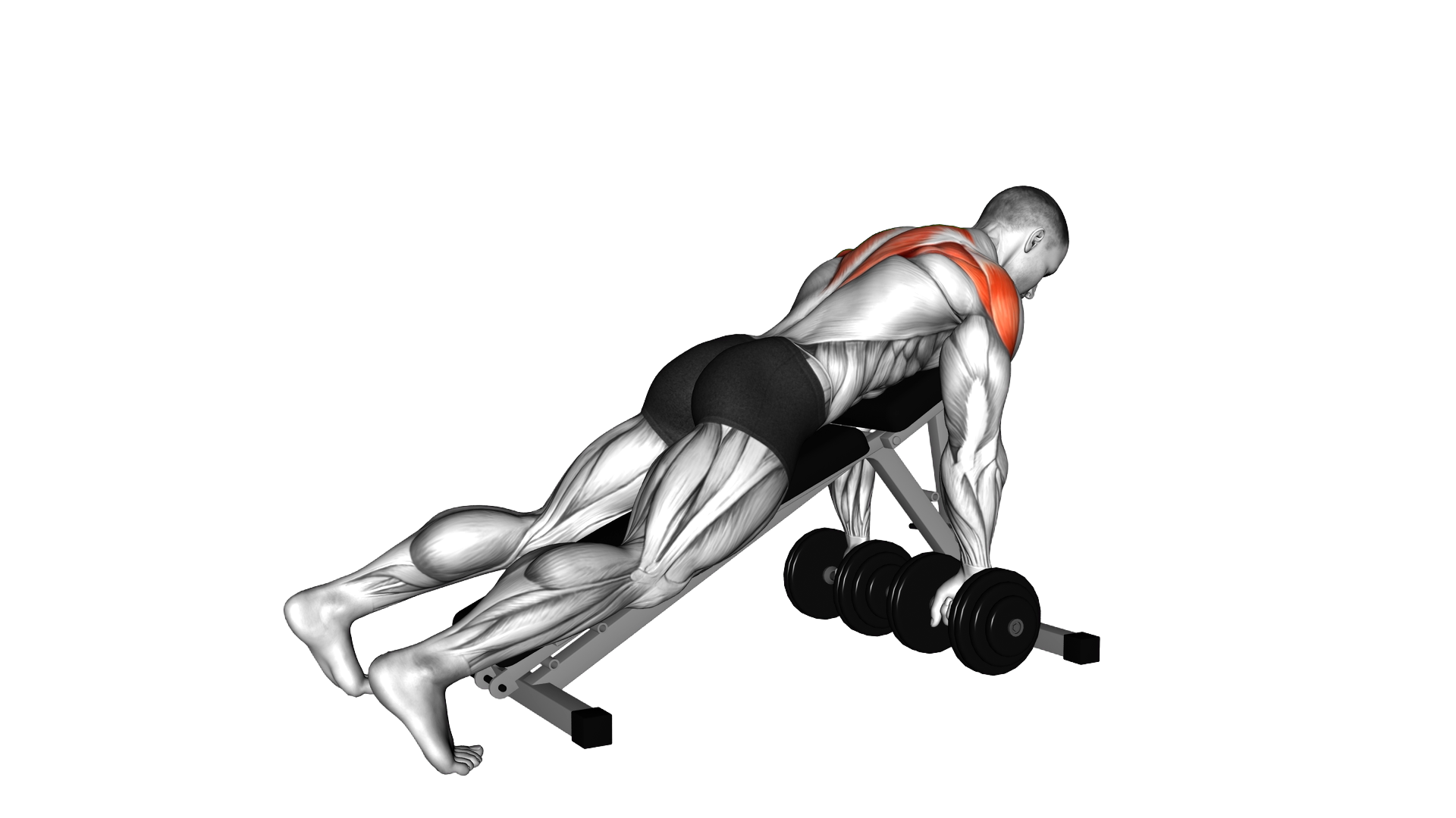 Dumbbell Incline Alternate Neutral Grip Reverse F exercise demonstration
