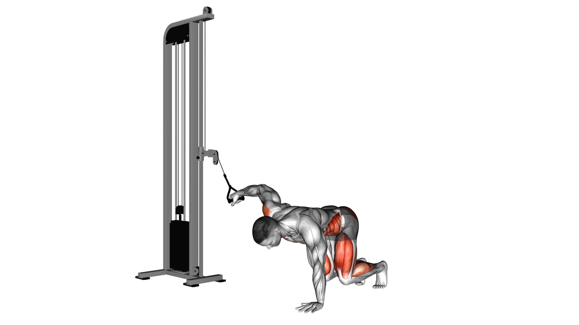 Cable Single Arm Bear Fly exercise demonstration