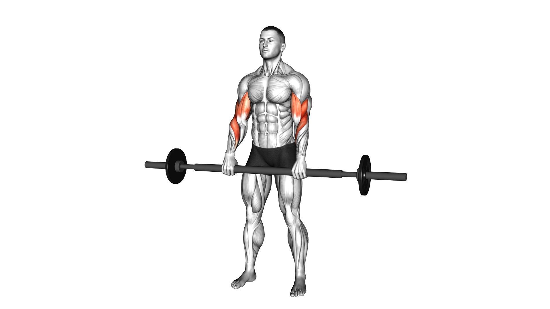 Barbell Fat Bar Reverse Curl exercise demonstration