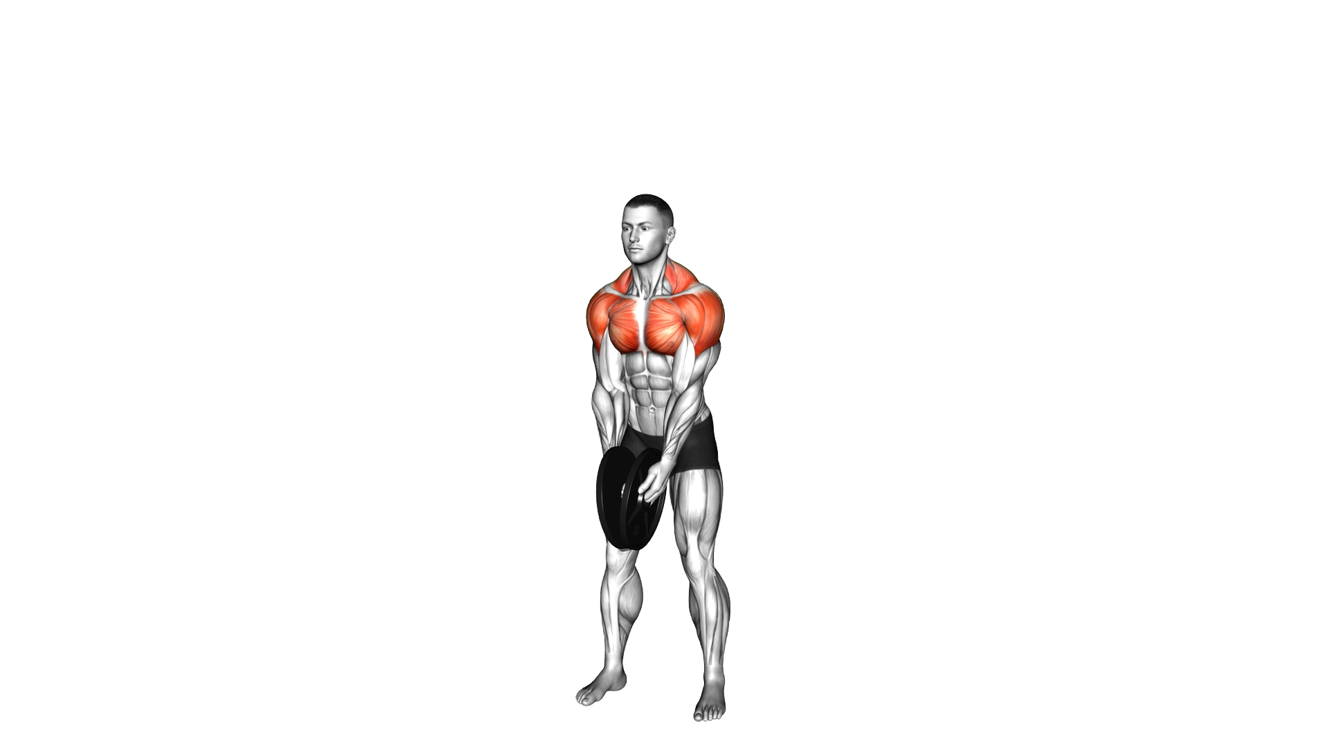 Weighted Plate LU Raise exercise demonstration
