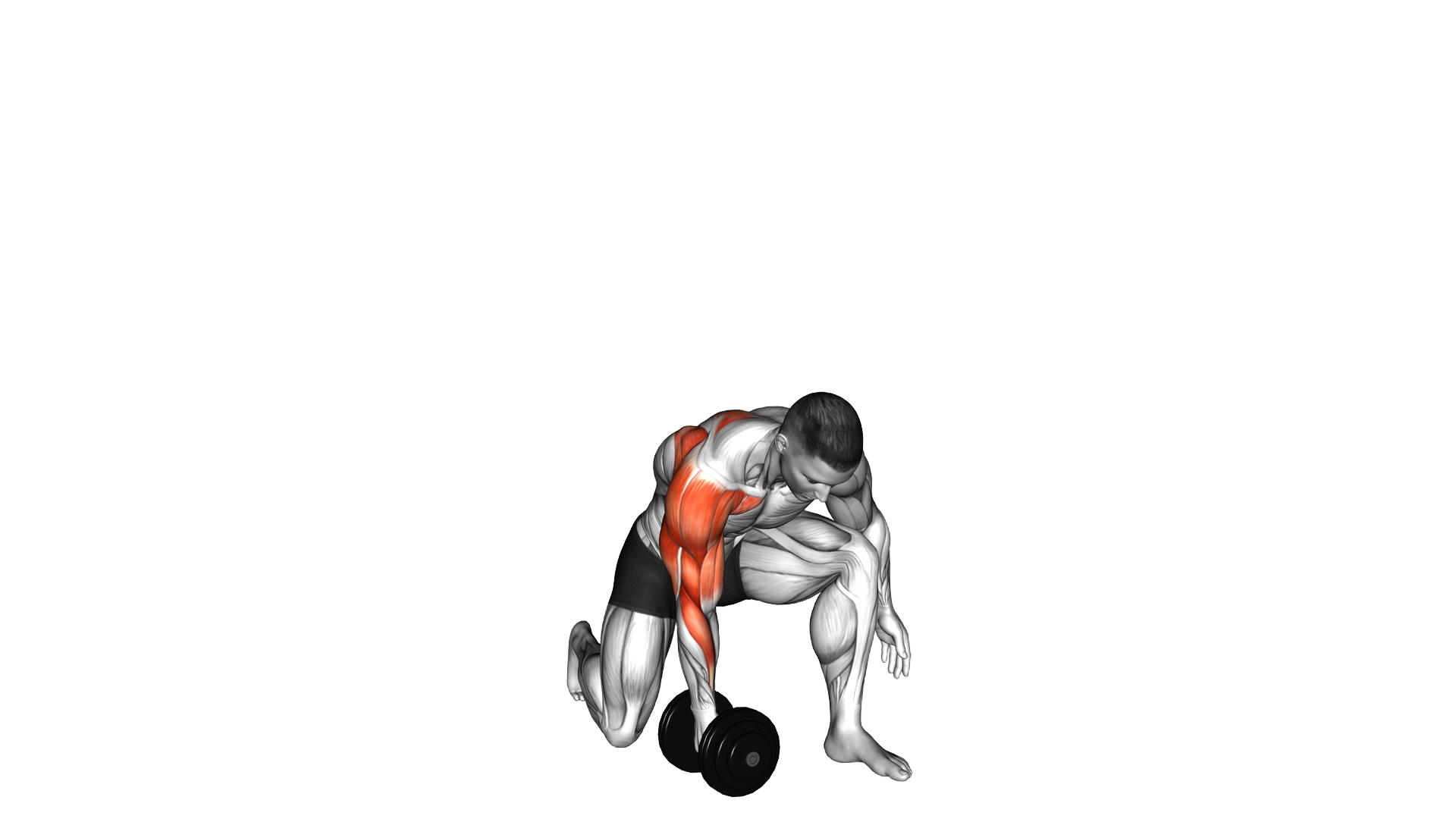 Dumbbell Half Kneeling Single Arm Clean Press (ma exercise thumbnail