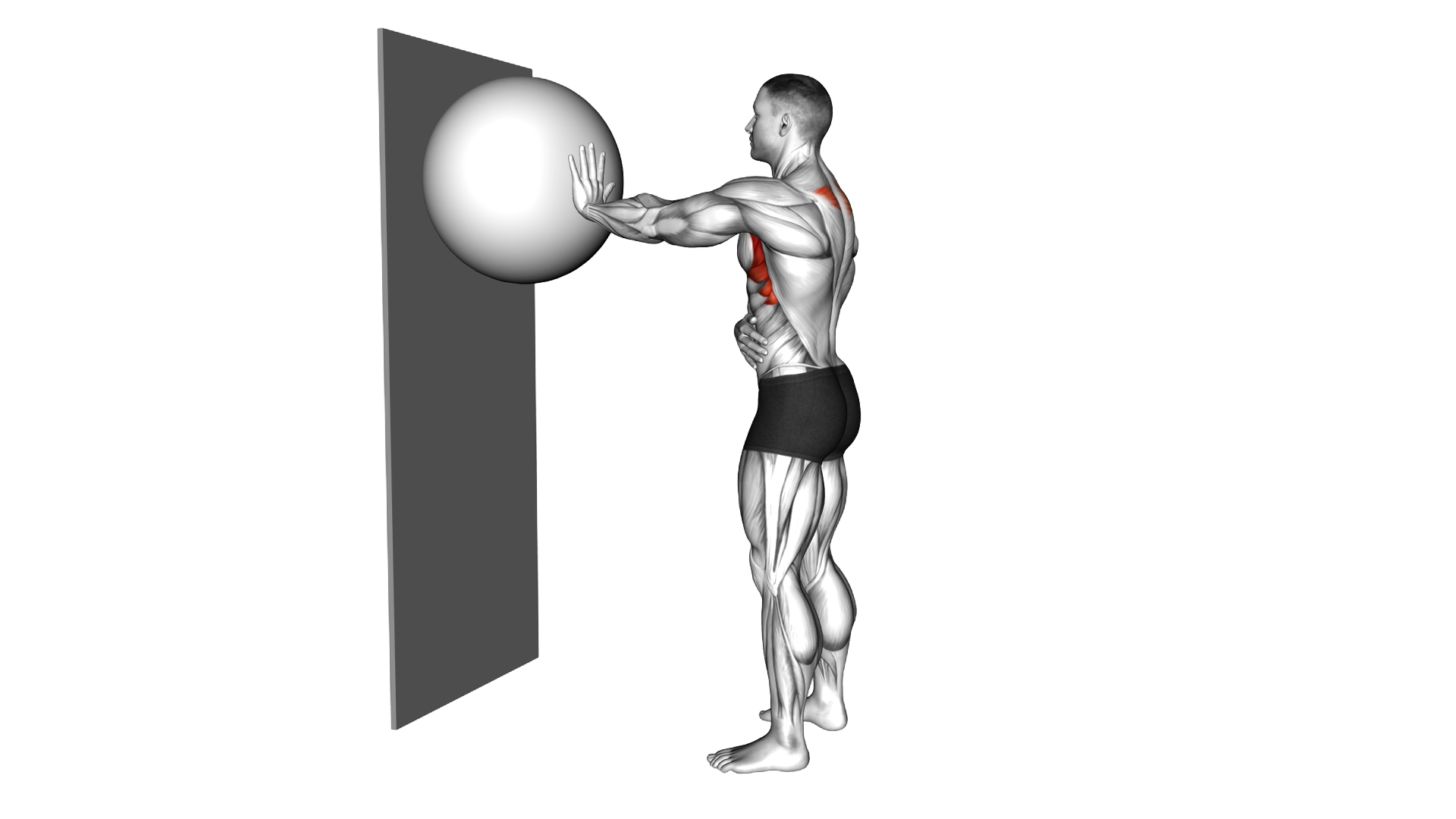 Exercise Ball Serratus Anterior Activation exercise demonstration