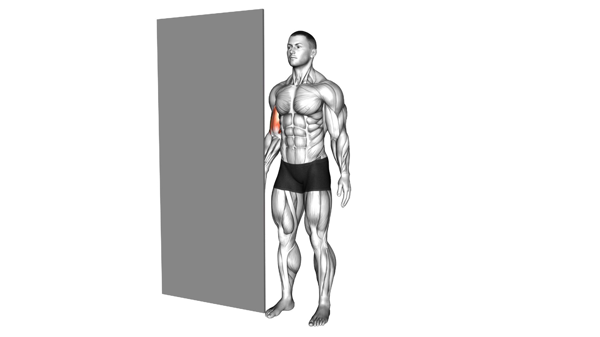 Standing Isometric Biceps Hold exercise demonstration