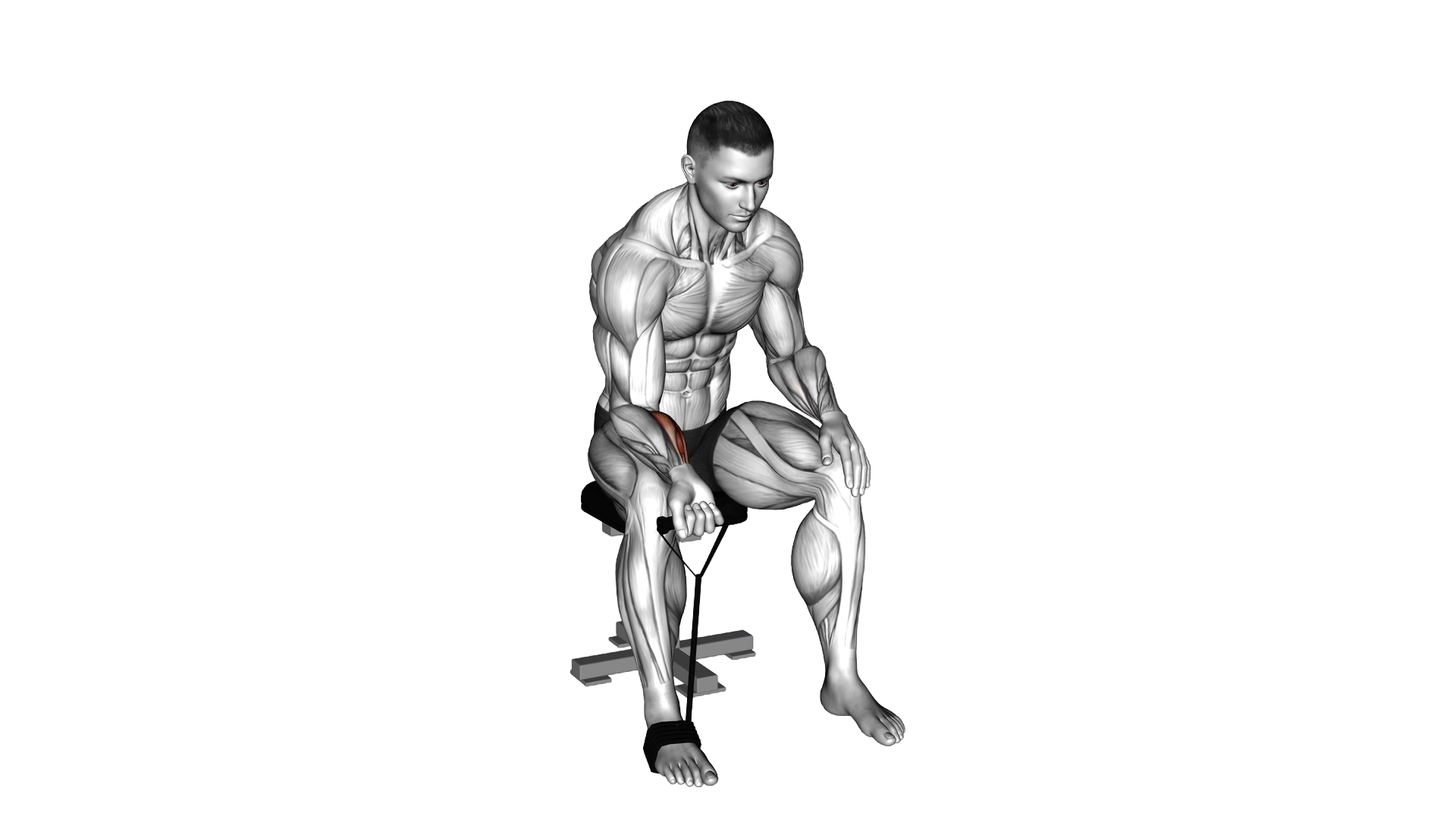Band Wrist Curl exercise demonstration