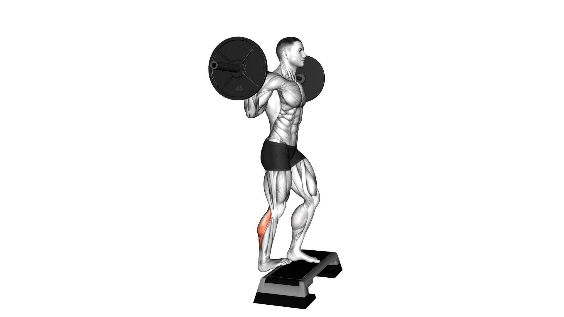 Barbell Standing Single Leg Calf Raise exercise demonstration