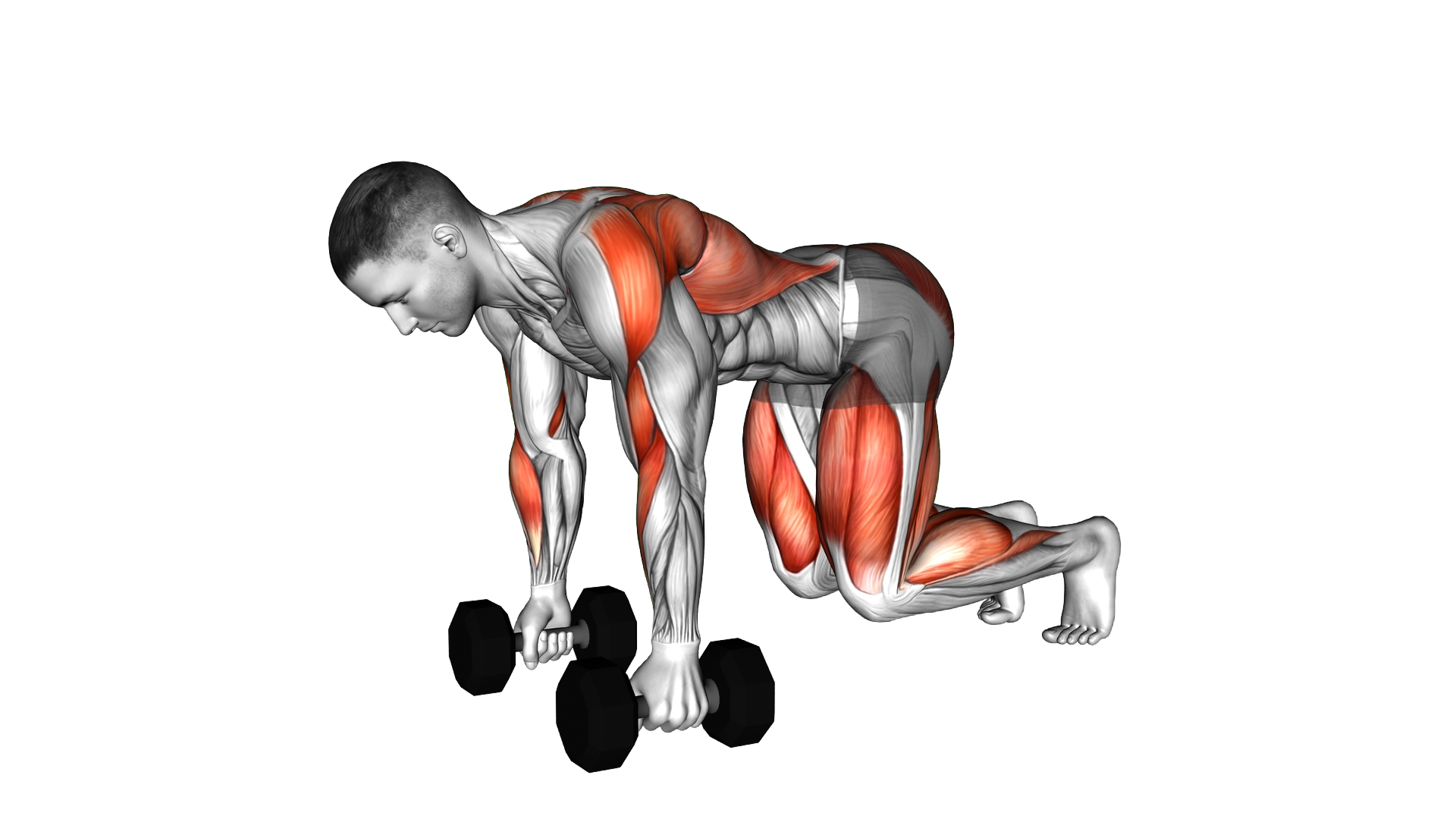 Dumbbell Bear Plank Alternating Row exercise demonstration