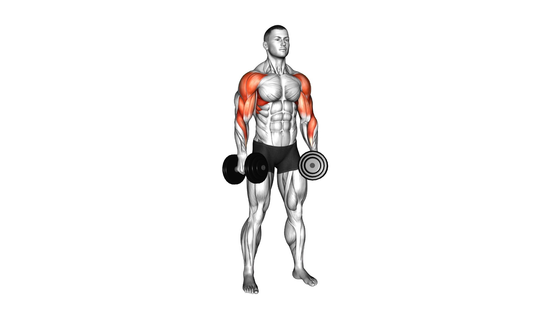 Dumbbell Shoulders Complex exercise demonstration