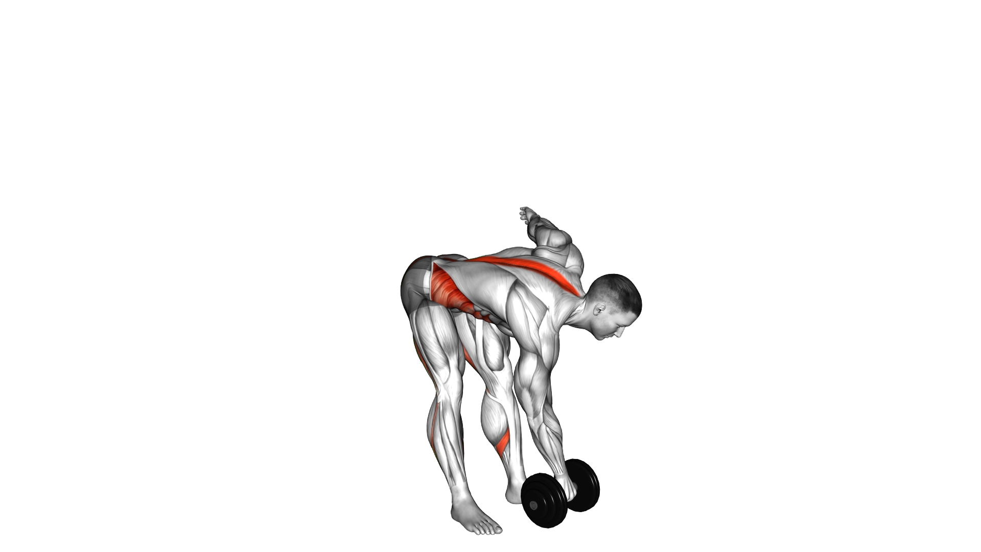 Dumbbell Cross Romanian Deadlift exercise demonstration