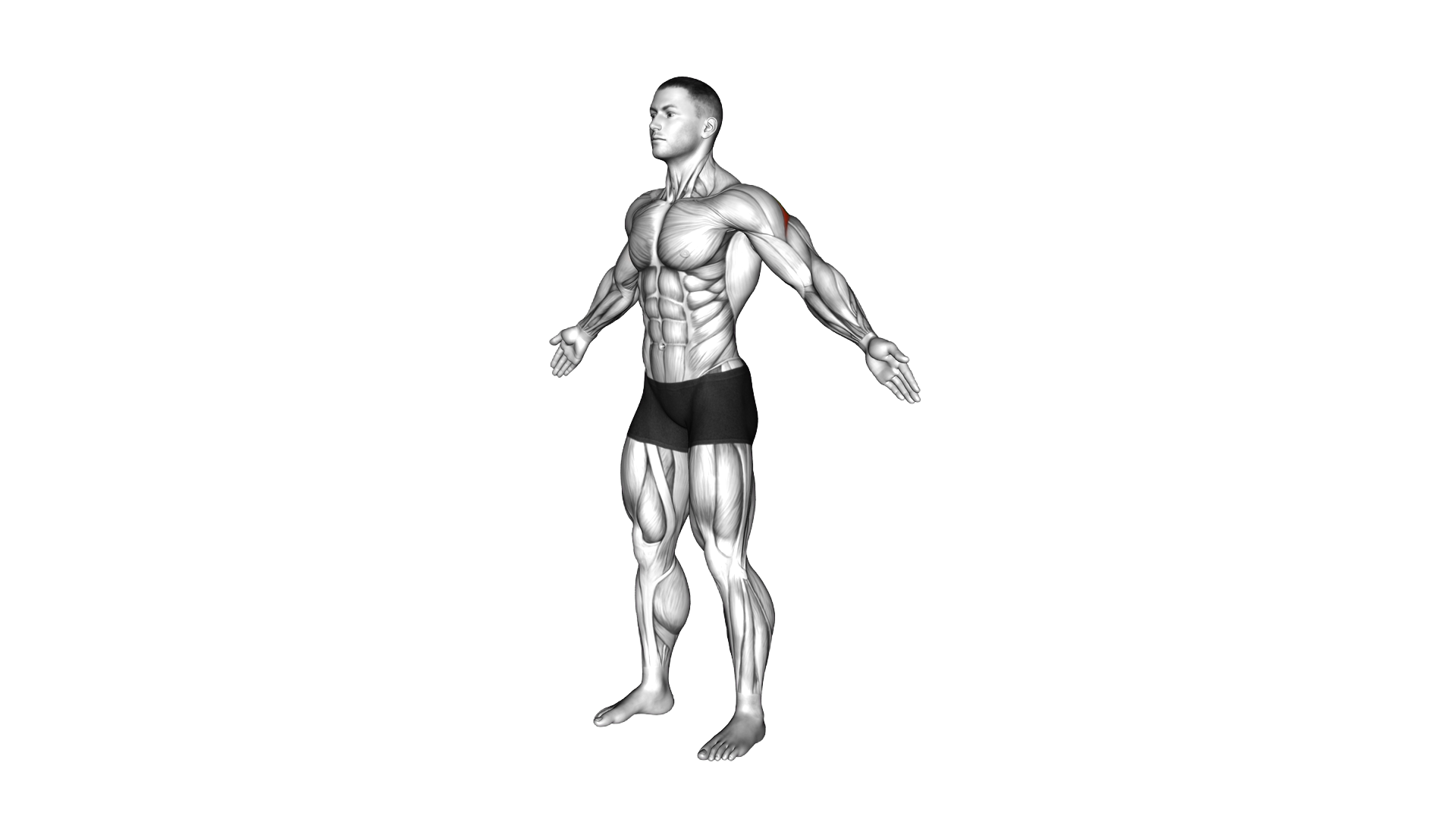 Bodyweight Standing Rear Delt Fly Pulse exercise demonstration
