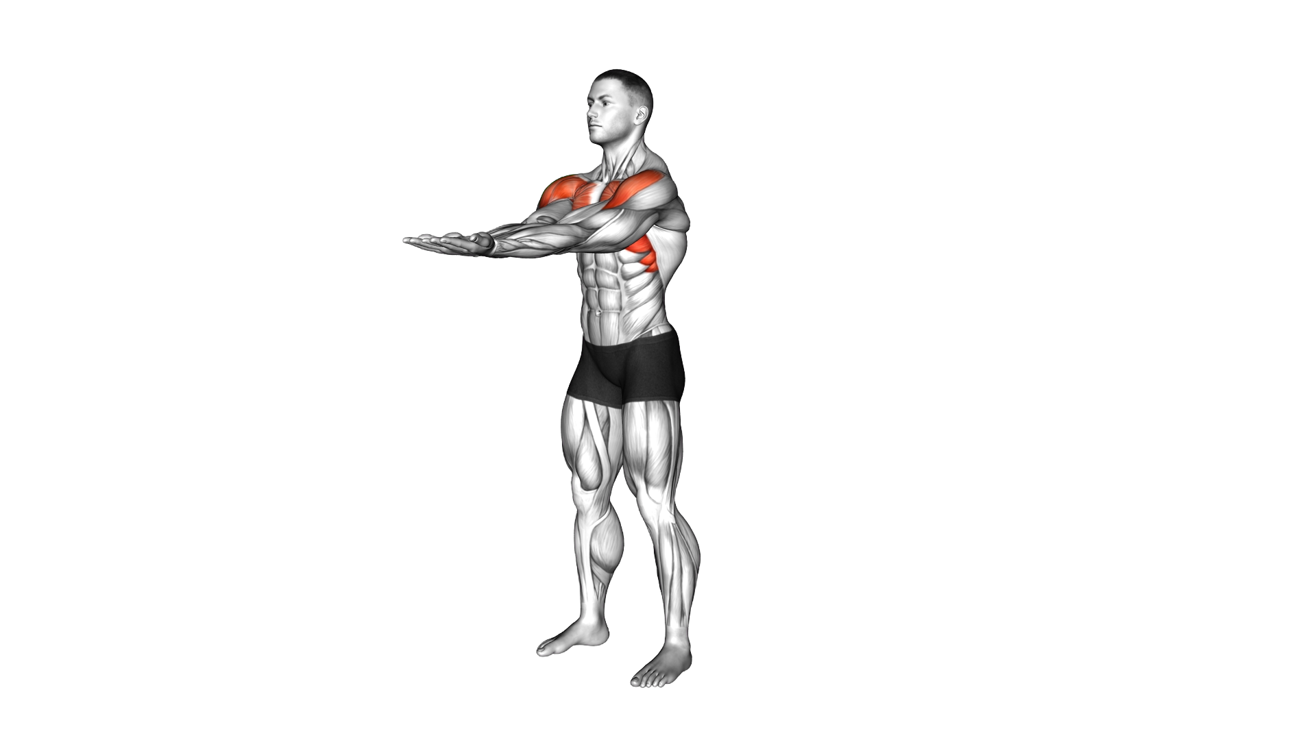 Standing Straight Elbow Together Lift exercise demonstration