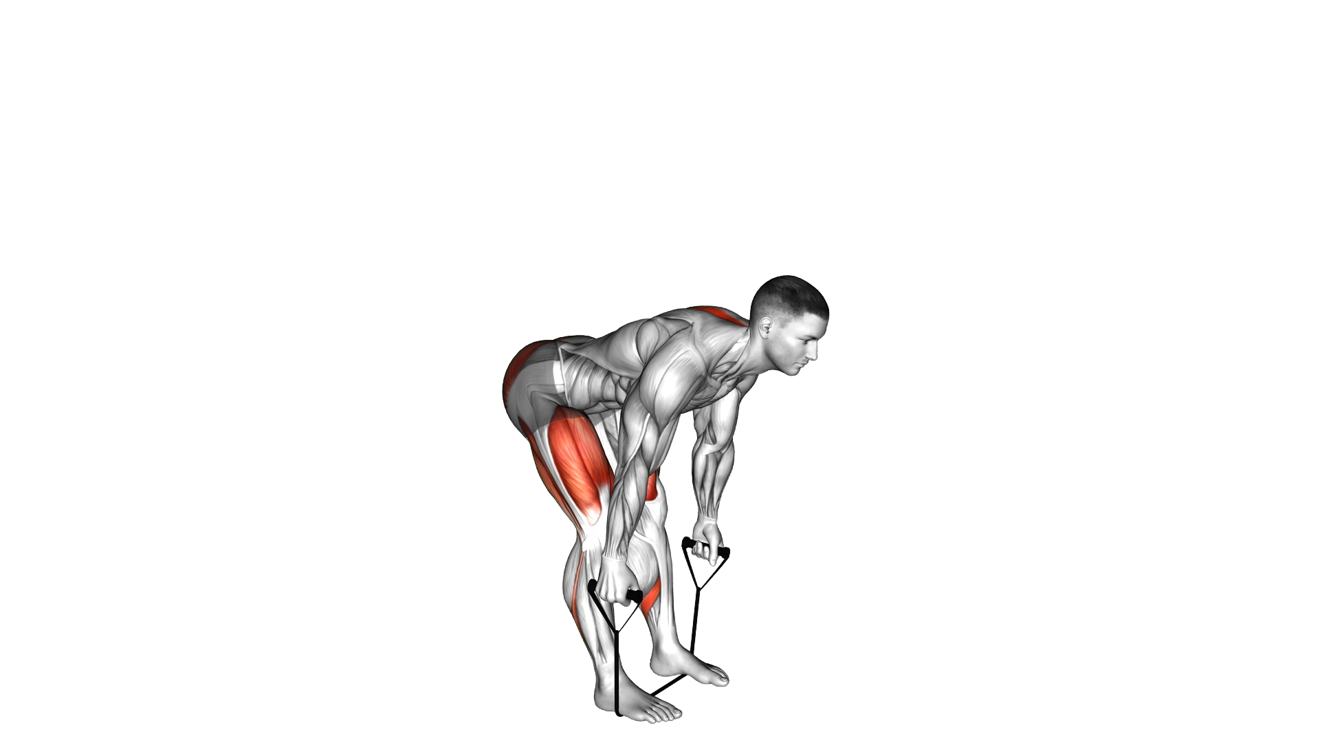 Band straight back stiff leg deadlift exercise demonstration