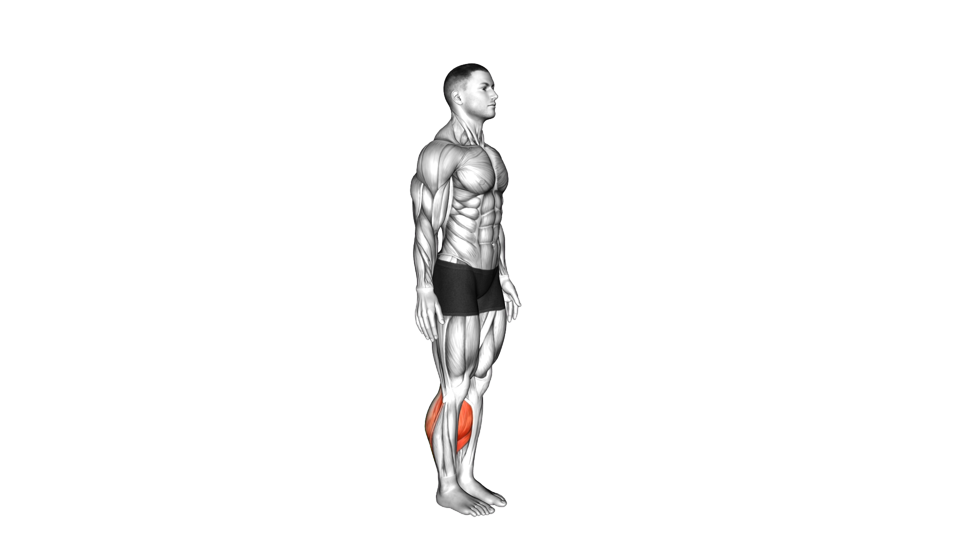 Bodyweight Explosive Calf Raise exercise demonstration