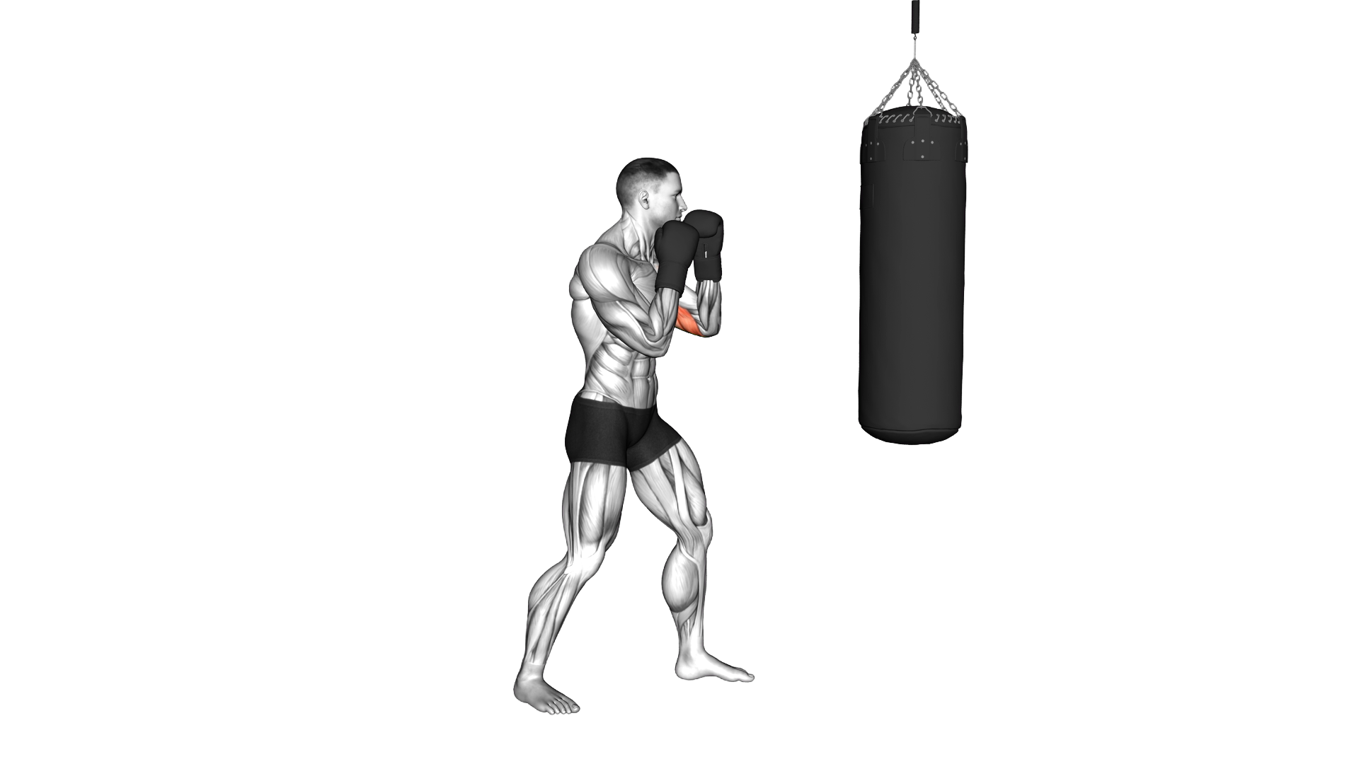 Boxing Jab (with bag and gloves) exercise demonstration