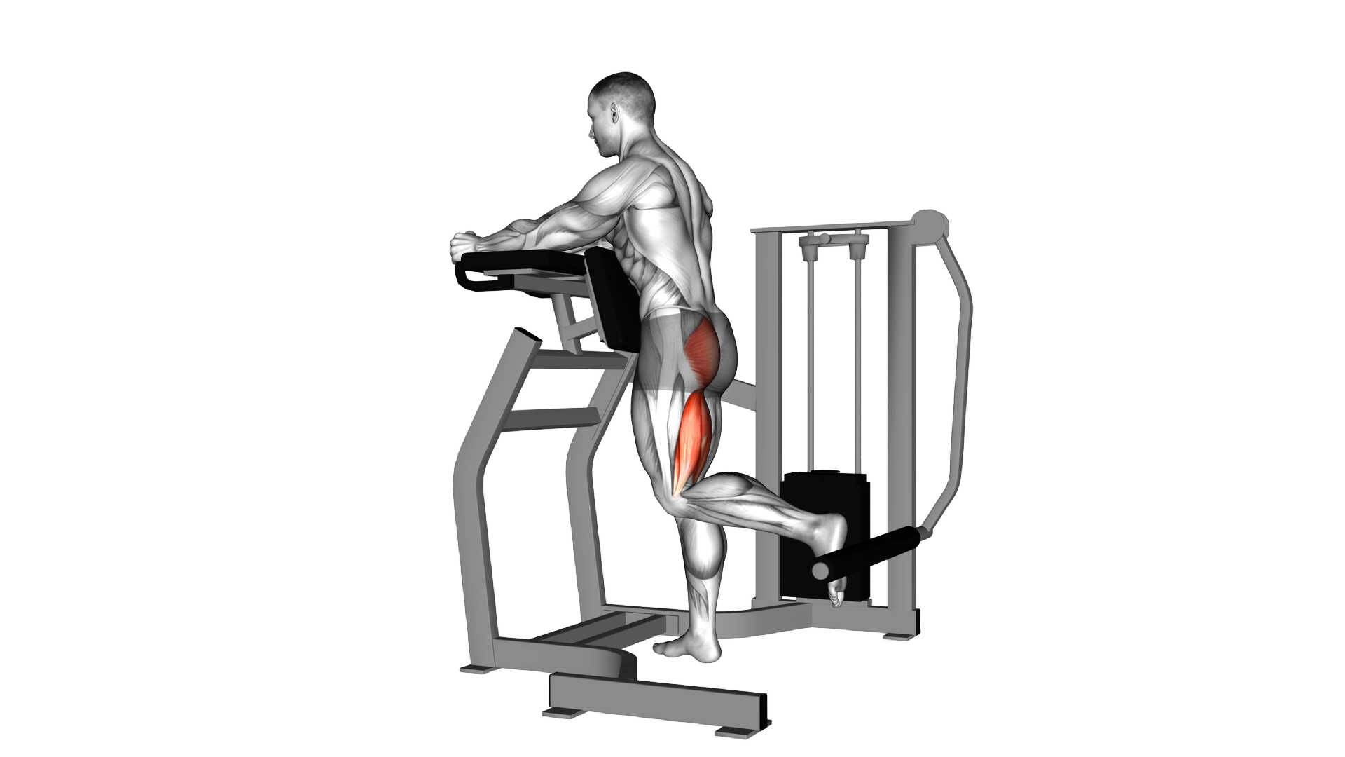 Lever Standing Hip Extension exercise demonstration