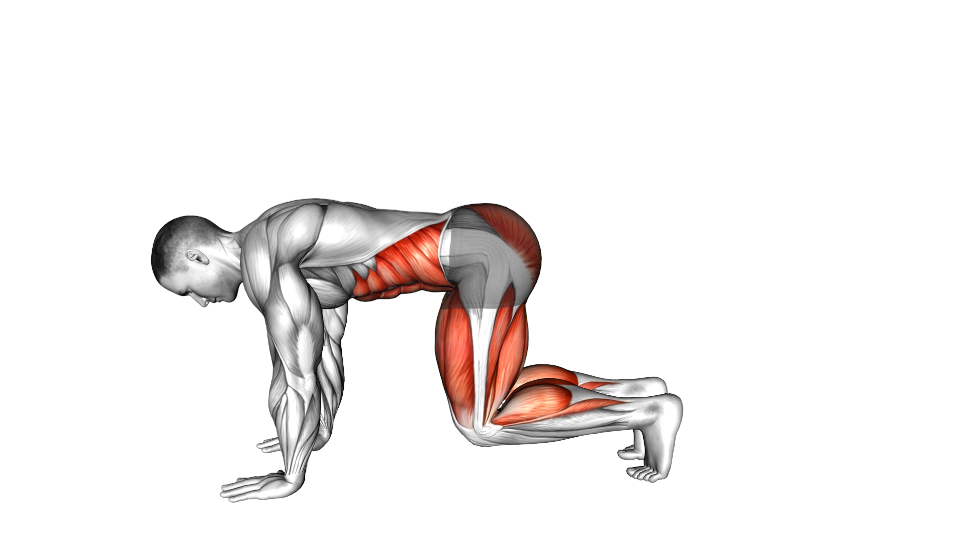 Bear Plank Floating Leg Extension exercise demonstration