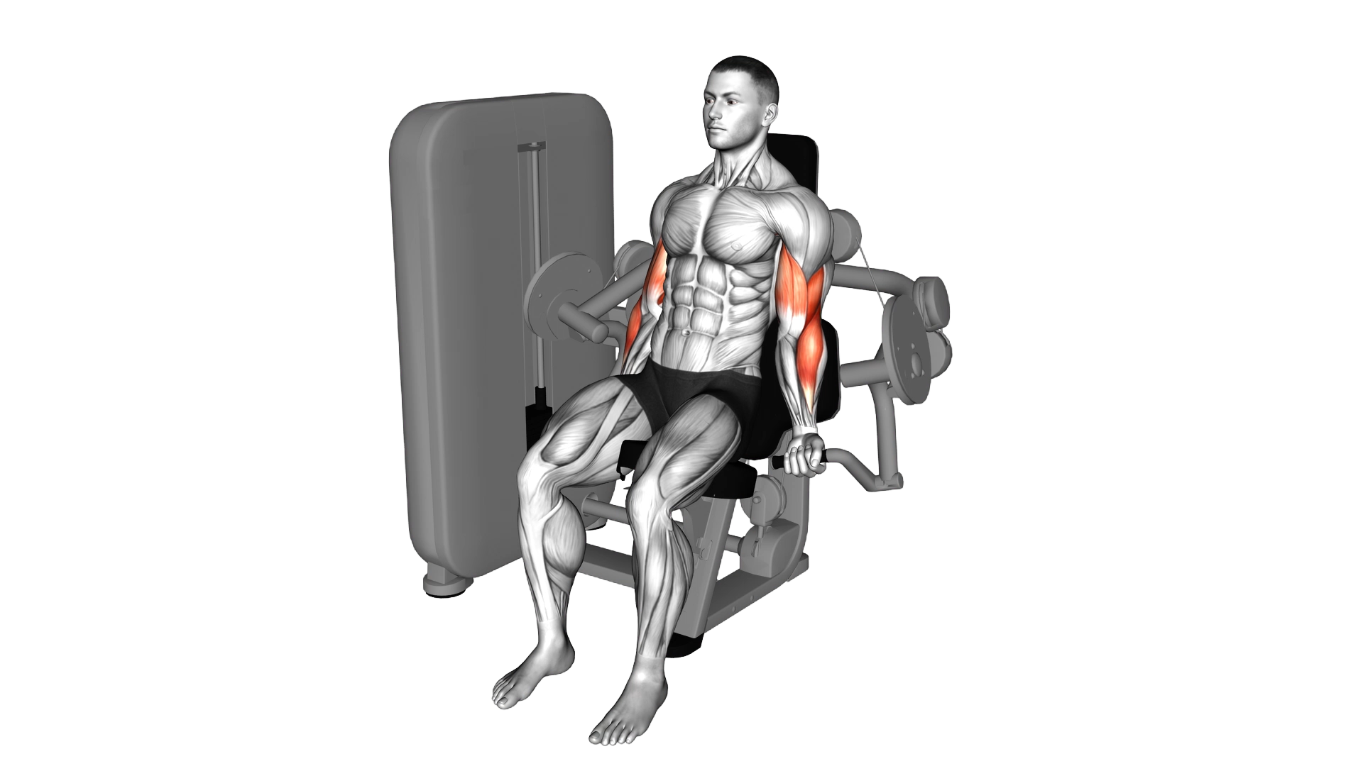 Lever Alternate Biceps Curl exercise demonstration
