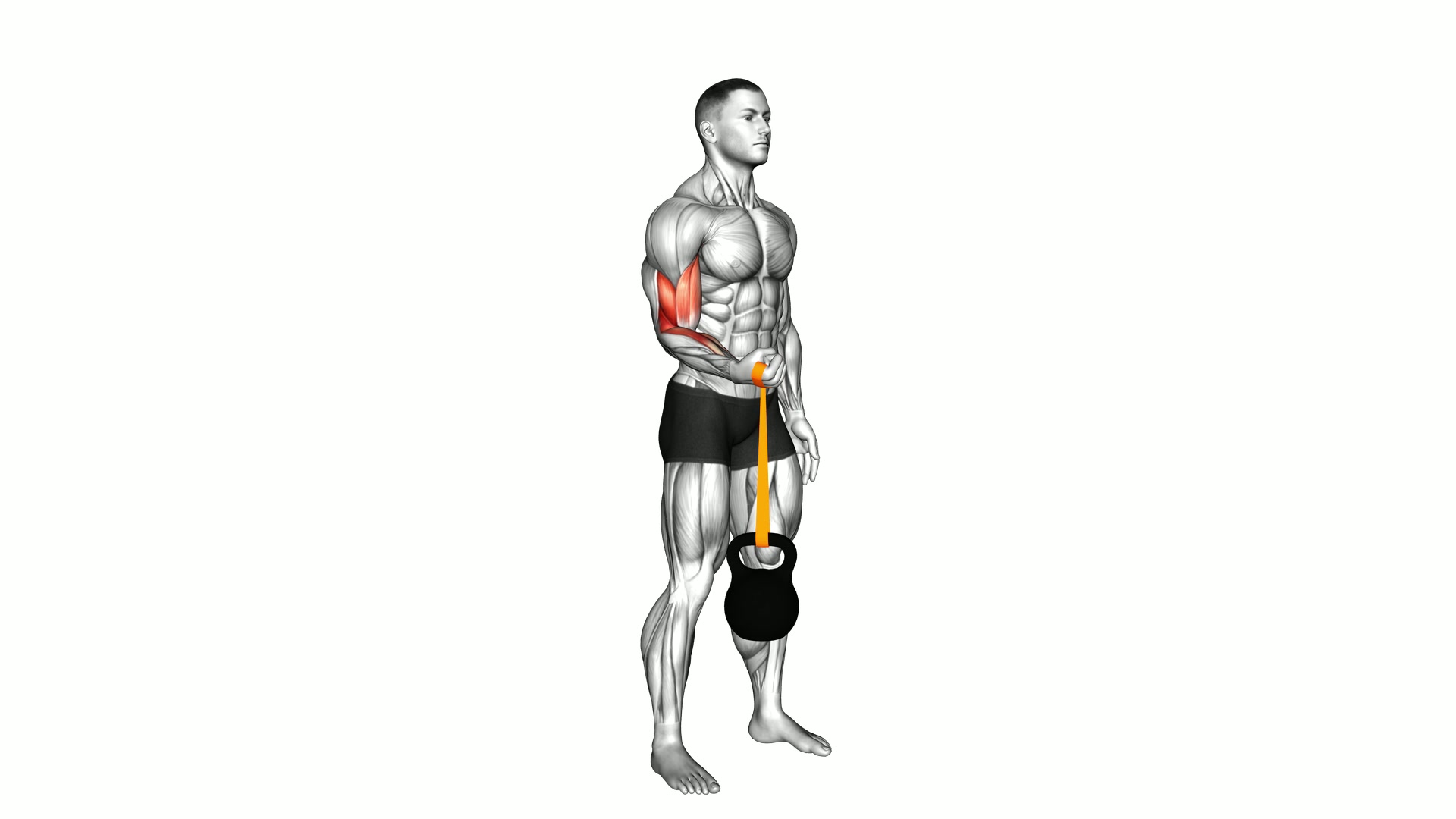 Resistance Band Weighted Standing Pronation Twist exercise demonstration