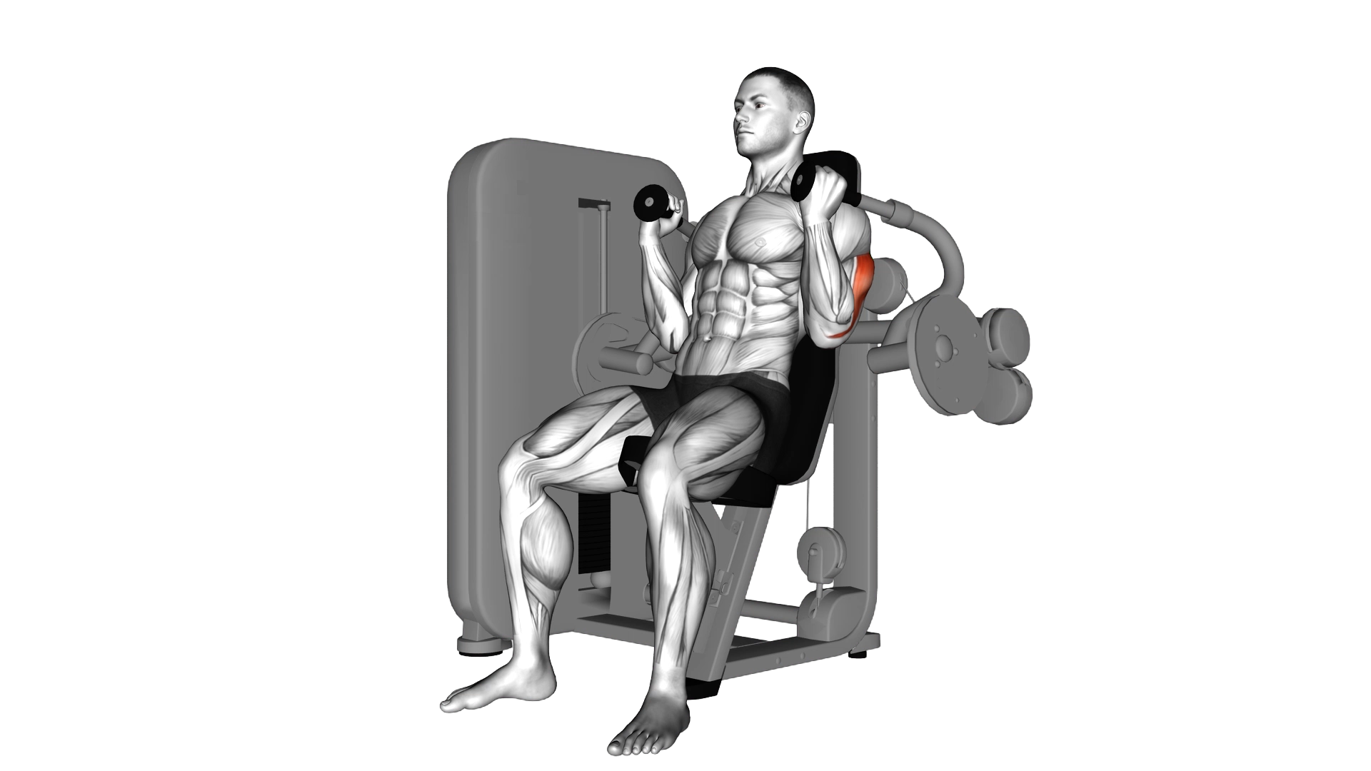 Lever Triceps Extension exercise demonstration