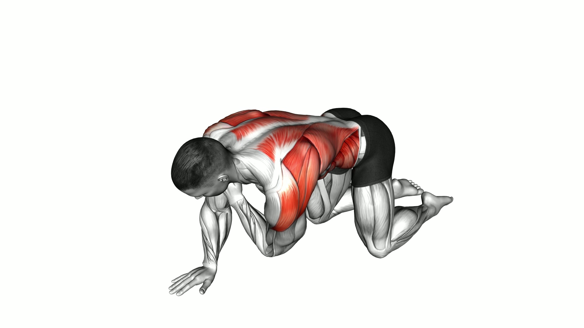 Kneeling Upper Back Rotation (Shoulder Touch) exercise demonstration