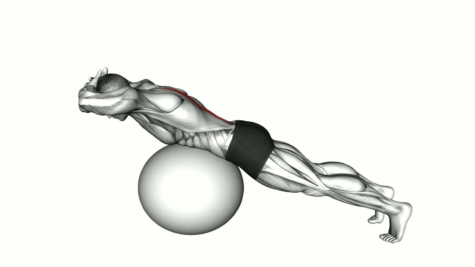 Hyperextension on a Exercise Ball exercise demonstration