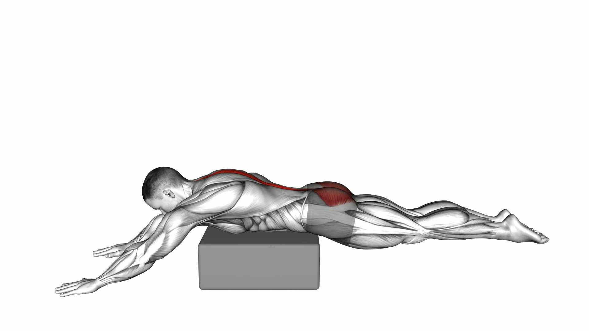 Reverse Hyperextension on Box exercise demonstration