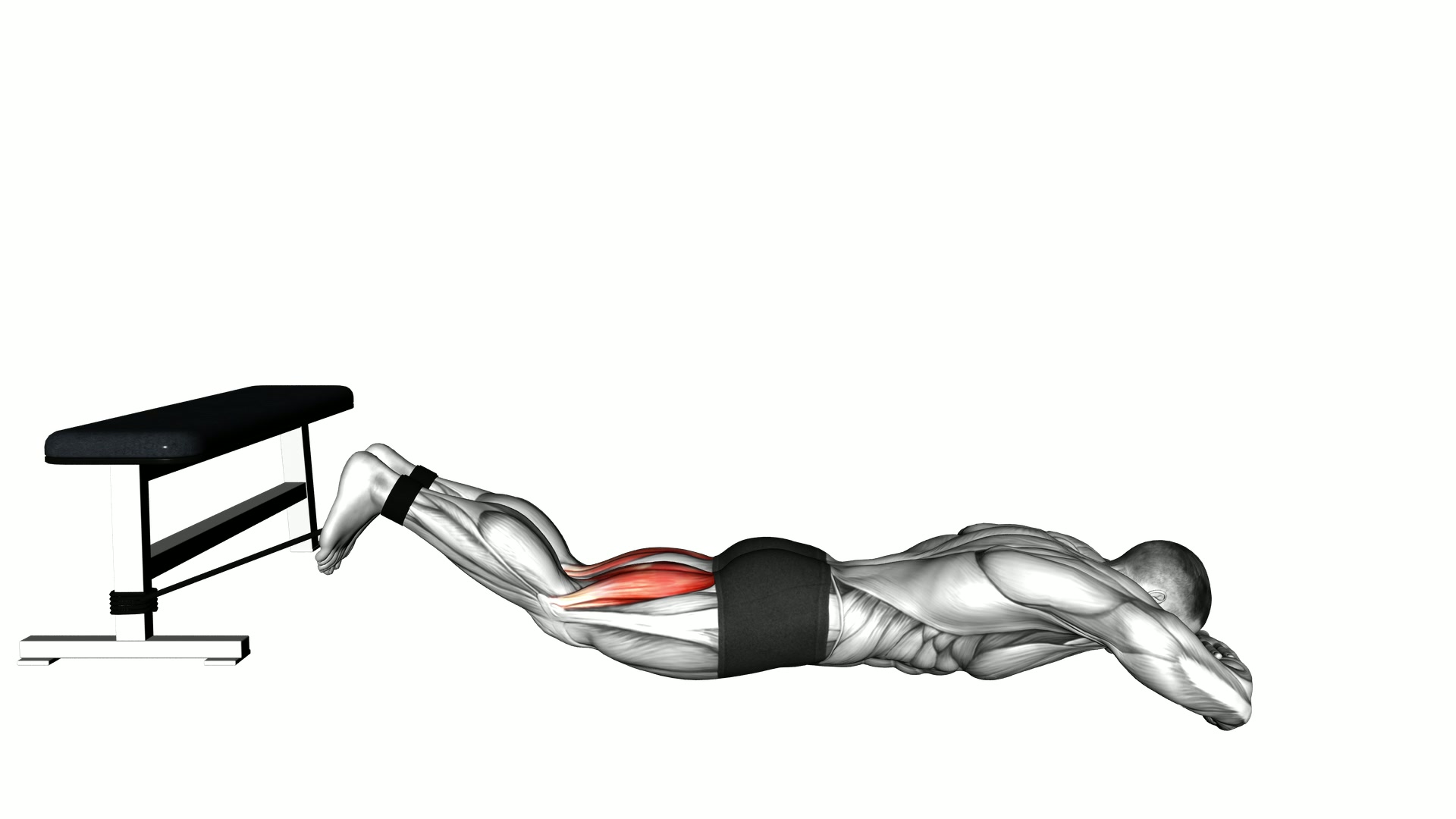 Band Lying Leg Curl exercise demonstration