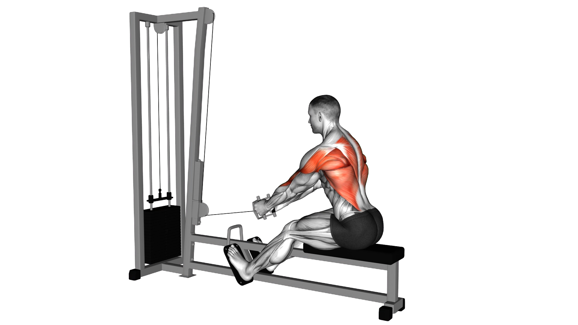 Cable Elevated Row exercise demonstration