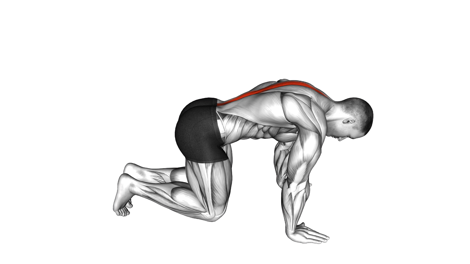 Cat Stretch m exercise demonstration