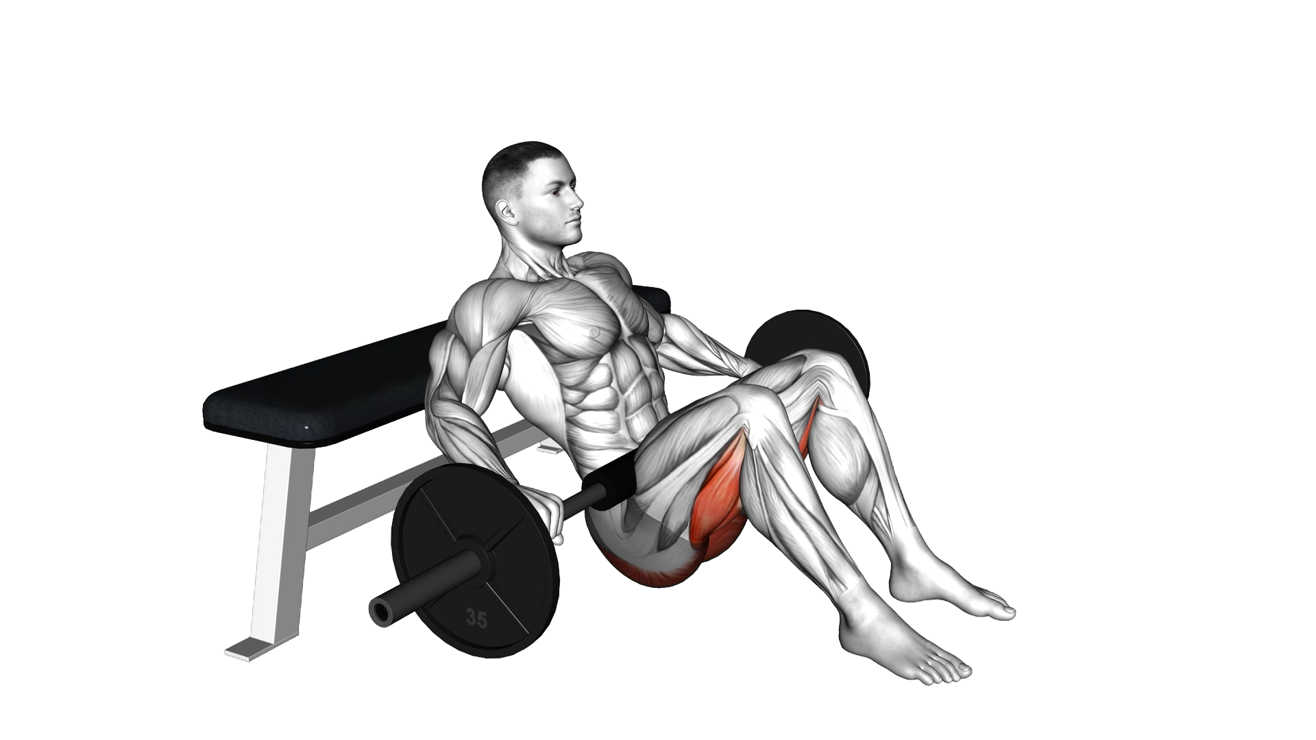 Barbell Hip Thrust exercise demonstration