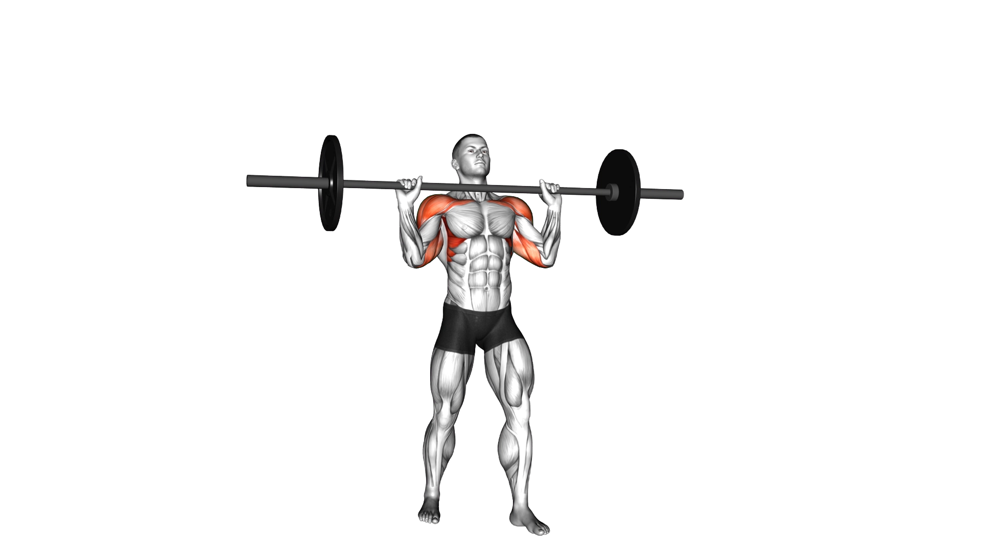 Barbell Standing Military Press (without rack) exercise thumbnail