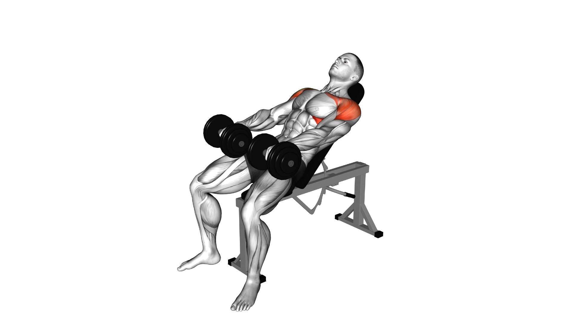 Dumbbell Incline Front Raise exercise demonstration