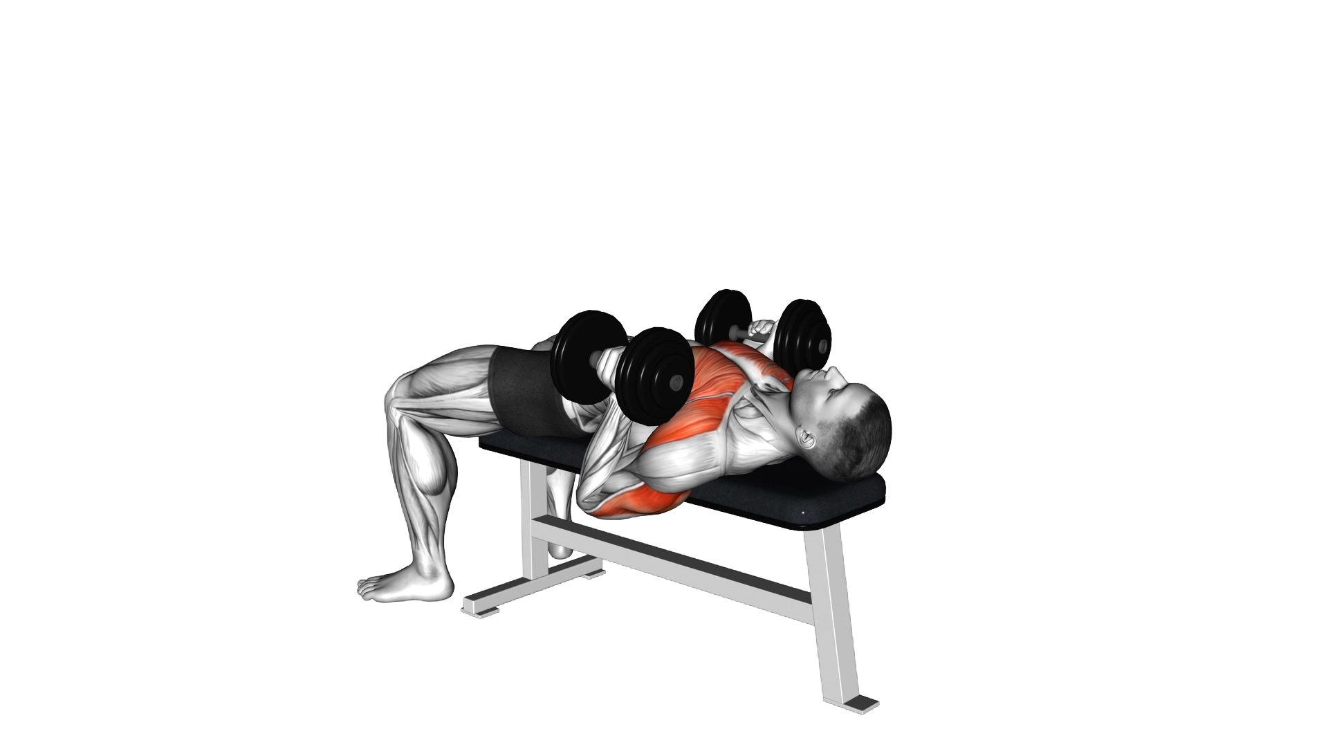 Dumbbell Lying Hammer Press exercise demonstration
