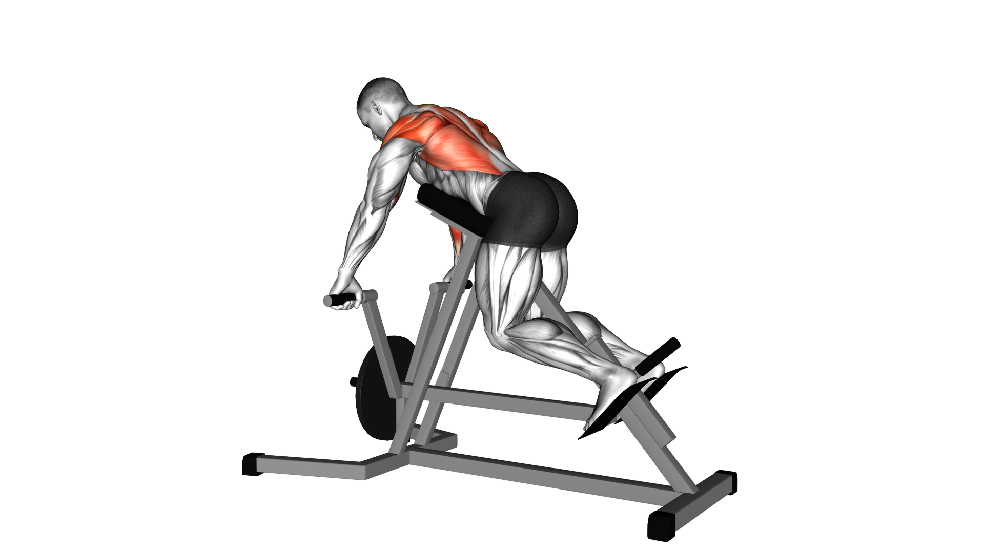 Lever Lying T bar Row exercise demonstration