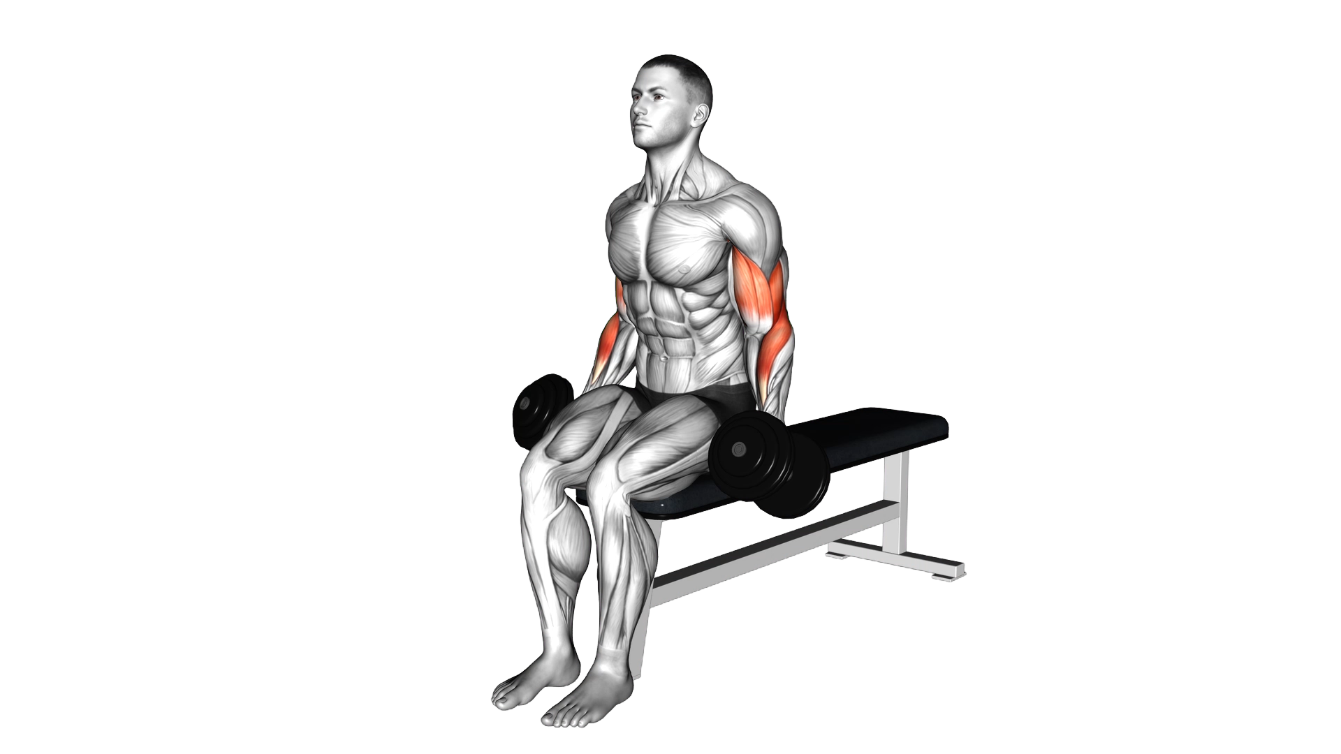 Dumbbell Alternate Biceps Curl exercise demonstration