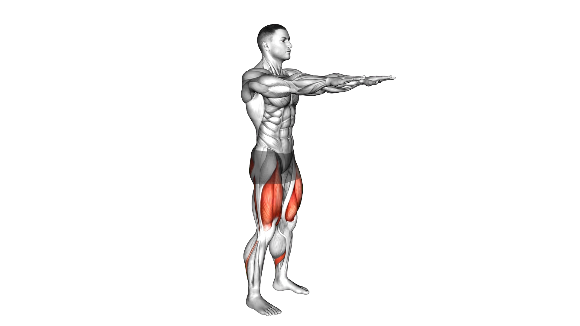 Bodyweight Squat exercise demonstration