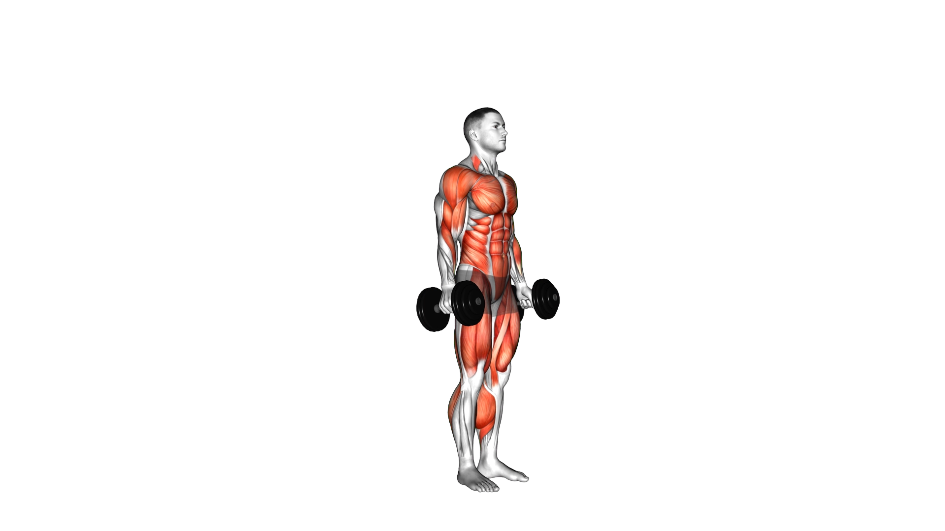 Dumbbell burpee exercise demonstration