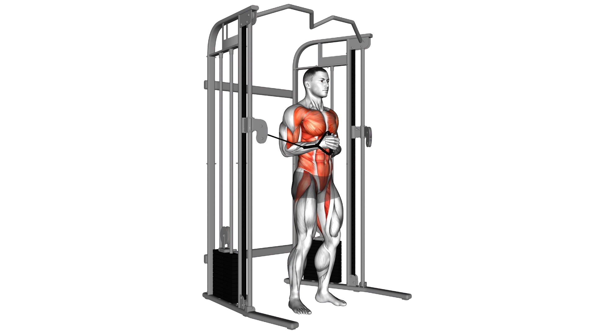 Cable horizontal Pallof Press exercise demonstration
