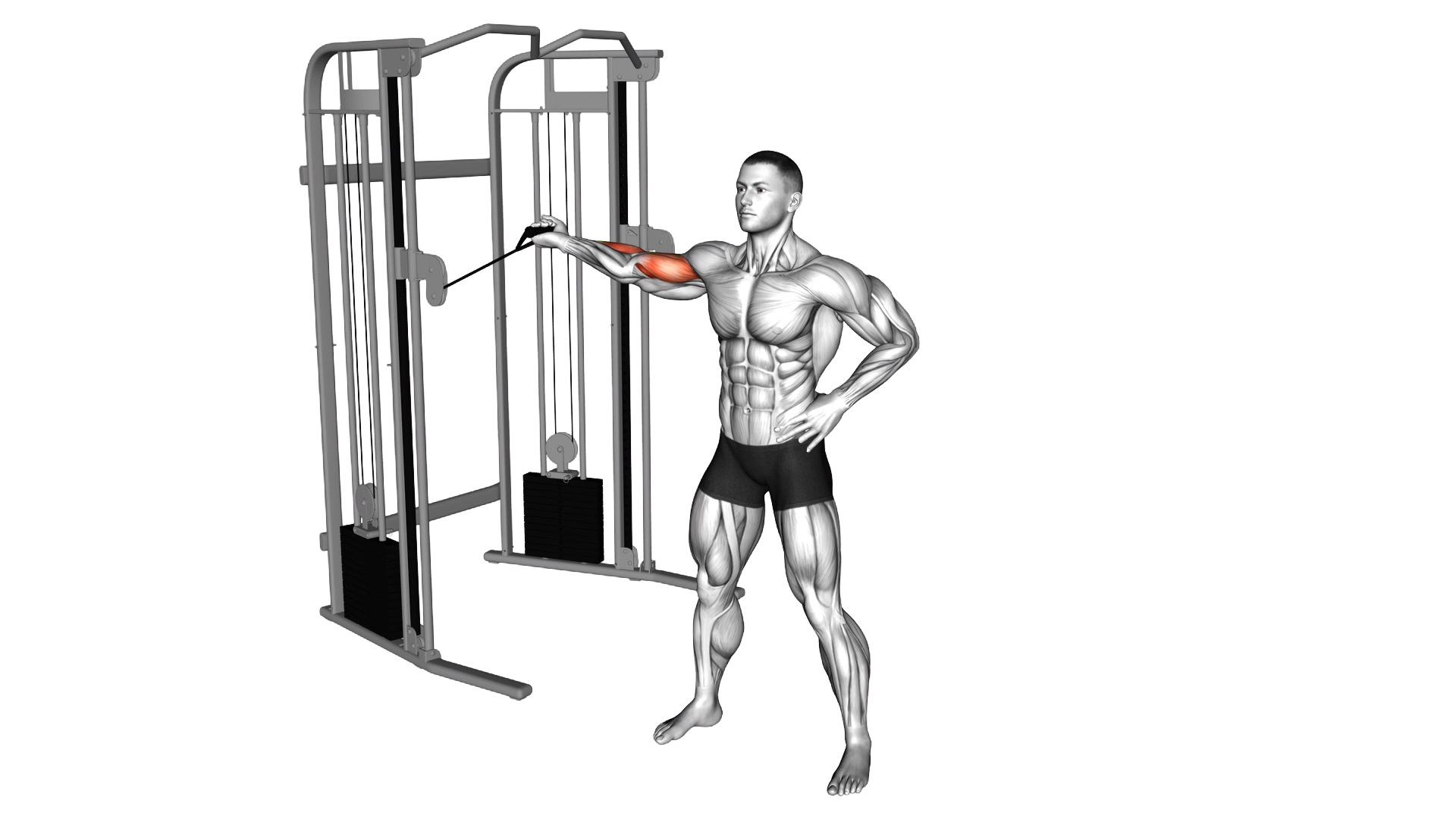 Cable One Arm Inner Biceps Curl exercise demonstration
