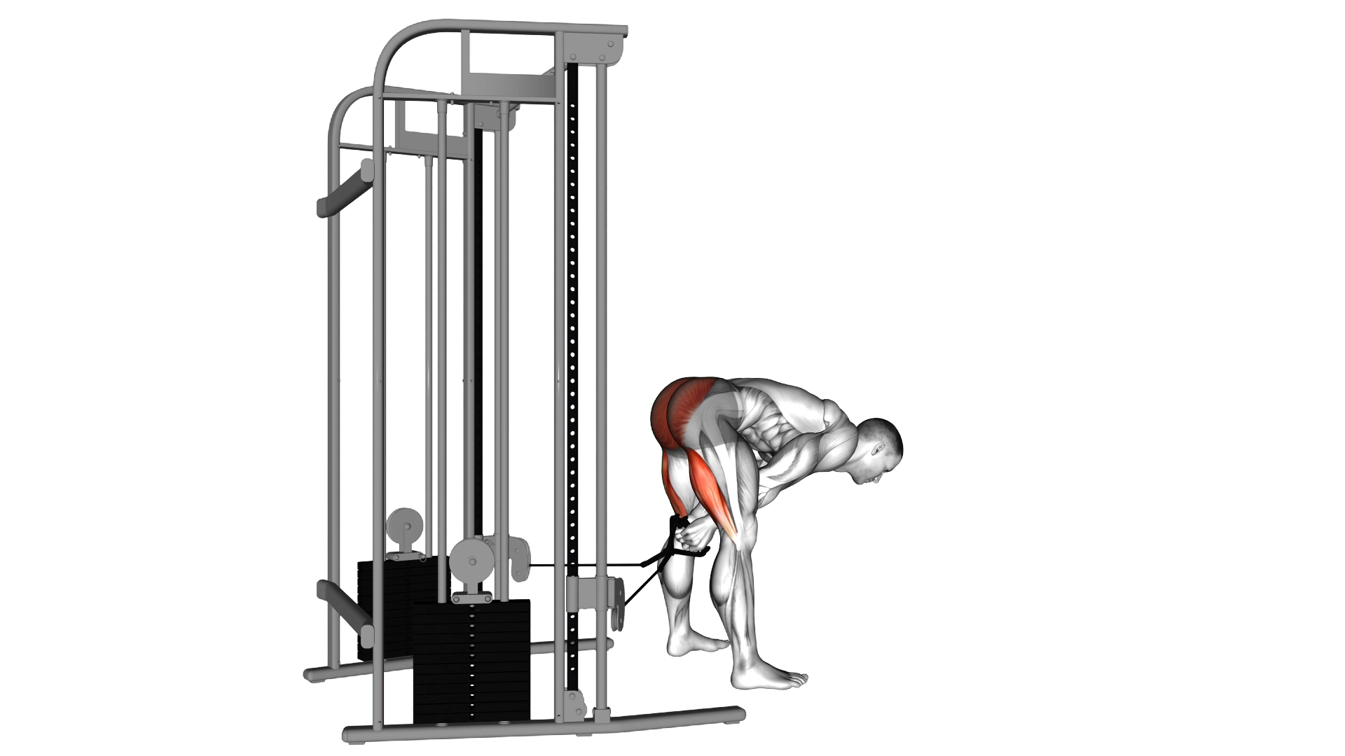 Cable pull through exercise demonstration