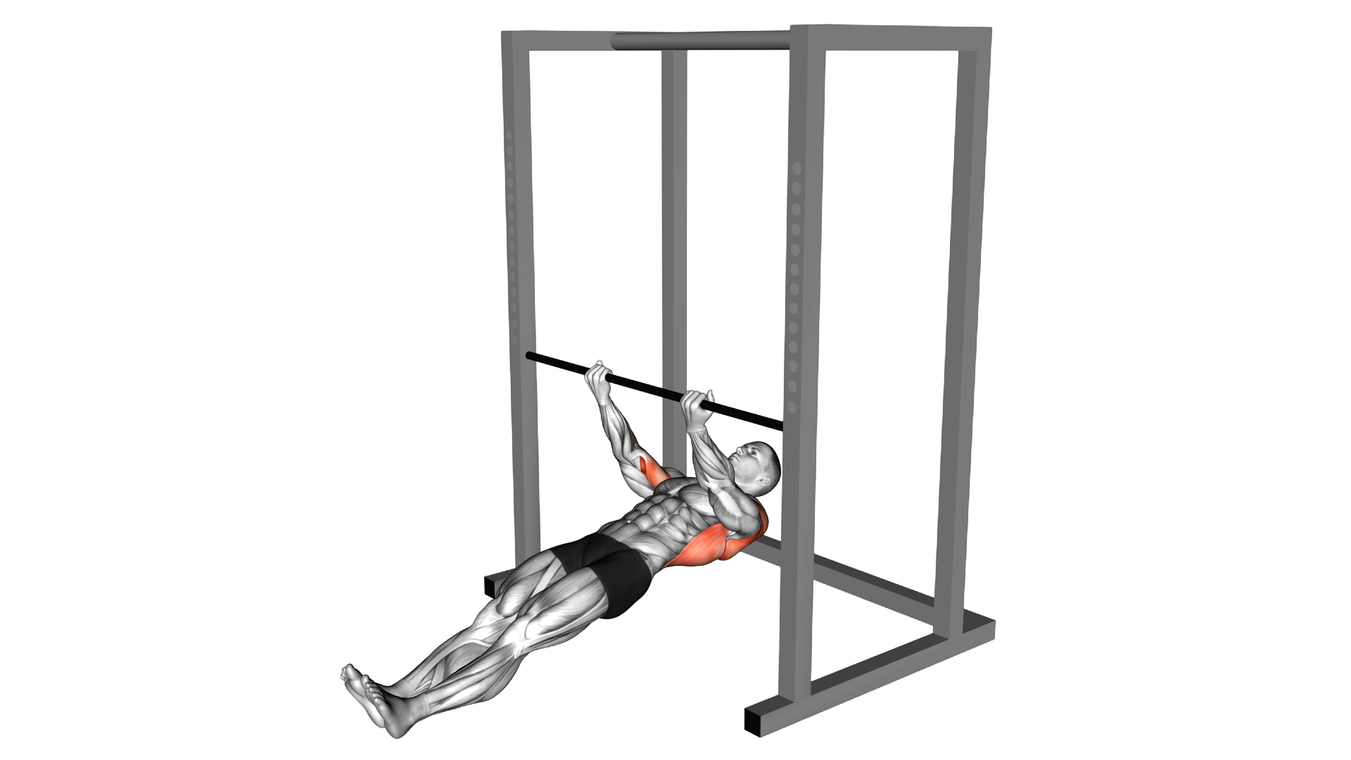 Underhand Grip Inverted Back Row exercise demonstration